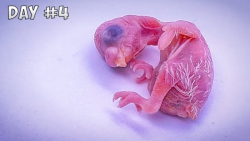 تخم گذاری مرغ عشق