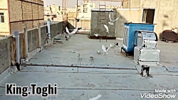 کبوتر کفتر آموزش جلد کردن