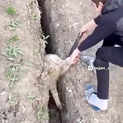طنز:نمونه ای واضح از گوسفند درونگرا!