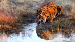 ویدیو بسیار جالب و دیدنی از بر...