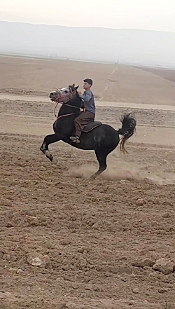 سیلمی کیهان کرمی