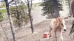 حمله خرس به اسب ها خرس گریزلی...