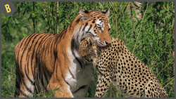 حیات وحش  15 مرگبارترین حمله ت...