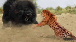 خرس دیوانه به ببر حمله می کند...