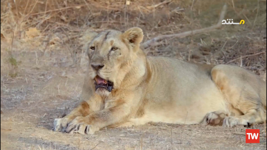 مستند نگاهی به حیات وحش هند قس...