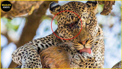 شکار حیوانات  لحظه جراحات پلنگ...