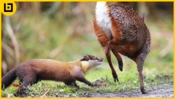 مارتنز استراتژیک ترین و بی باک...