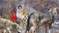 نبرد پلنگ با گرگ  پلنگ برفی دس...