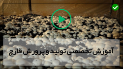 آموزش قدم به قدم پروش قارچ
