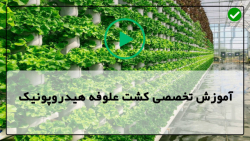 آموزش کاشت هیدروپونیک