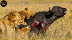 شکار حیوانات  حمله شیر بوفالو،...
