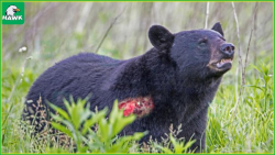 لحظه جراحت خرس توسط شکارچیان و...