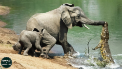 فیل مادر کروکودیل را زیر پا می...