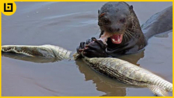 وقتی که شکارچیان شکار می شوند...