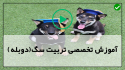 آموزش سگ خانگی