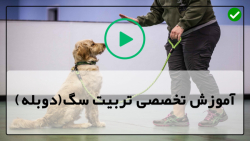 تربیت و آموزش سگ-آموزش و تربیت سگ ایرانی-هفت نکته برای آموزش به سگ
