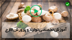 آموزش نکات مهم در رابطه با پرورش قارچ خوراکی