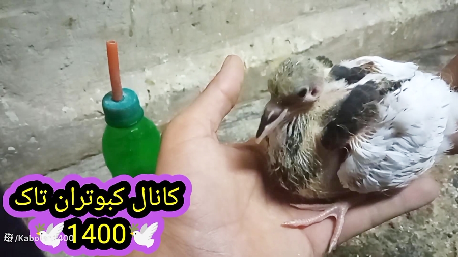 غذا یا همون دان دادن به جوجه ک...