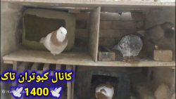 نکاتی در مورد لانه جوجه کشی