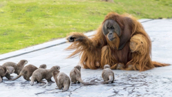 حیات وحش  وقتی حیوانات گونه ها...