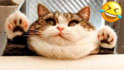 خنده دار ترین لحظات حیوانات  ط...