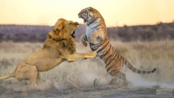 حیات وحش  نبرد وحشیانه شیر با...
