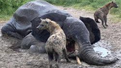 حیات وحش  حمله وحشیانه کفتار ه...