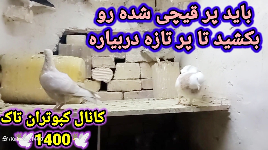 در مورد پر کبوترای قیچی شده ور...