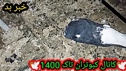 یه خبر بد.خدایا برای هیچ عشق ب...