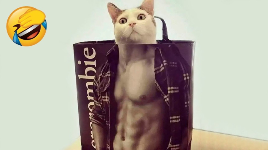 کلیپ خنده دار گربه های شیطون ،...