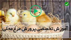 اموزش پرورش مرغ