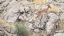 بز ماده در تکاپوی پنهان کردن ب...