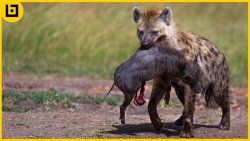 حیات وحش  کفتار بی رحم طعمه خو...