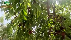 طبع عناب چیست