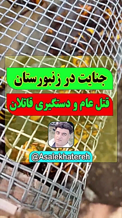 حوادث !!! قتل و جنایت در زنبورستان، سریعا قاتلان دستگیر شدند !! حوادث !!! قتل و جنایت در زنبورستان، سریعا قاتلان دستگیر شدند !!