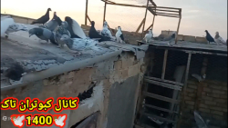 نحوه دان بازی کردن با کبوتر بر...