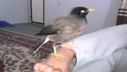 مرغ مینا - مرغ مینا ی سخنگو از گله دار