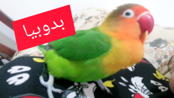 بدوبیا / طوطی برزیلی سخنگو / مرغ عشق سخنگو / عروس هلندی سخنگو