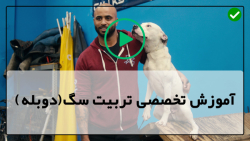 اموزش اهلی کردن سگ-تربیت و آموزش سگ-نحوه ی اجتماعی سازی توله سگ هاسکی