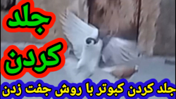 جلد کردن کبوتر به روش جفت زدن.