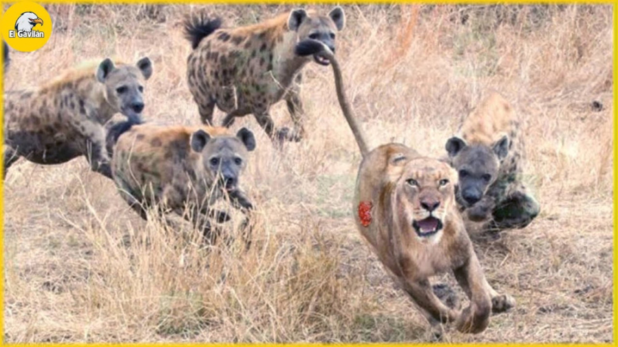 مستند حیات وحش  لحظه روبرو شدن...