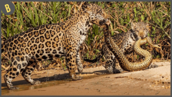 مستند حیات وحش  15 گربه بزرگ ب...