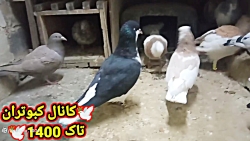 نحوه نگهداری کبوترای جوجه کشی...