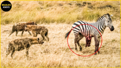 حیات وحش  لحظه ملاقات شکار با...