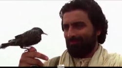 وقتی مورچه, حضرت سلیمان ع را موعظه کرد!