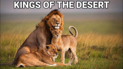 پادشاهان صحرا حیوانات وحشی وحش...