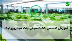 کاشت صیفی جات هیدروپونیک -آموزش نکات کشت حرفه ای-لامپ های مناسب برای رشد فلفل