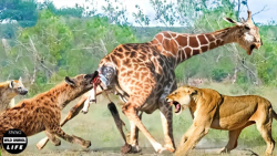 زرافه در حال زایمان مورد حمله...
