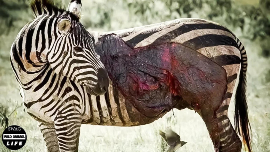 گورخر زخمی سعی می کند از دست ش...