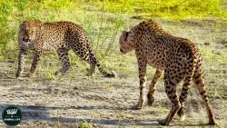 مادر یوزپلنگ پس از گرفتن پلنگ...